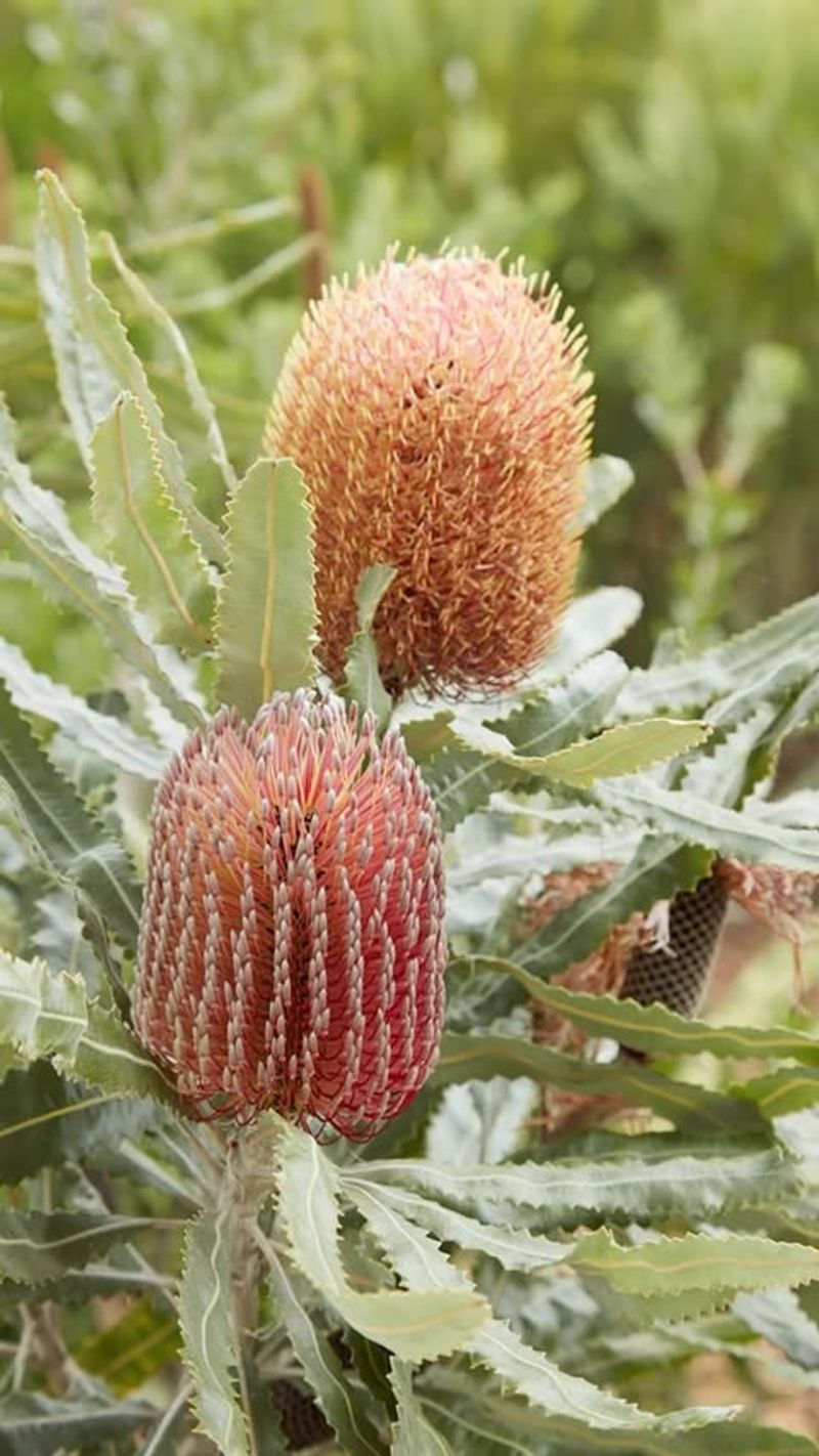 Banksia