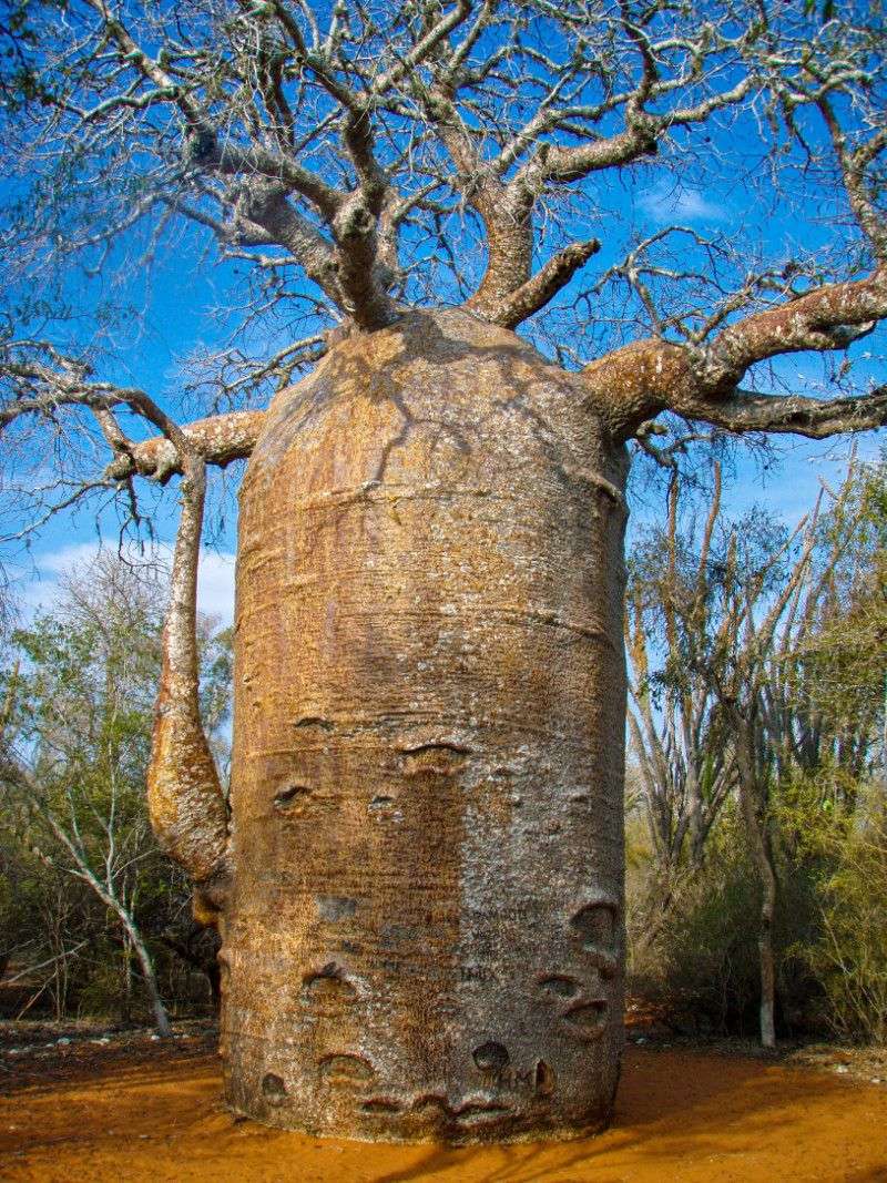 Baobab Tree