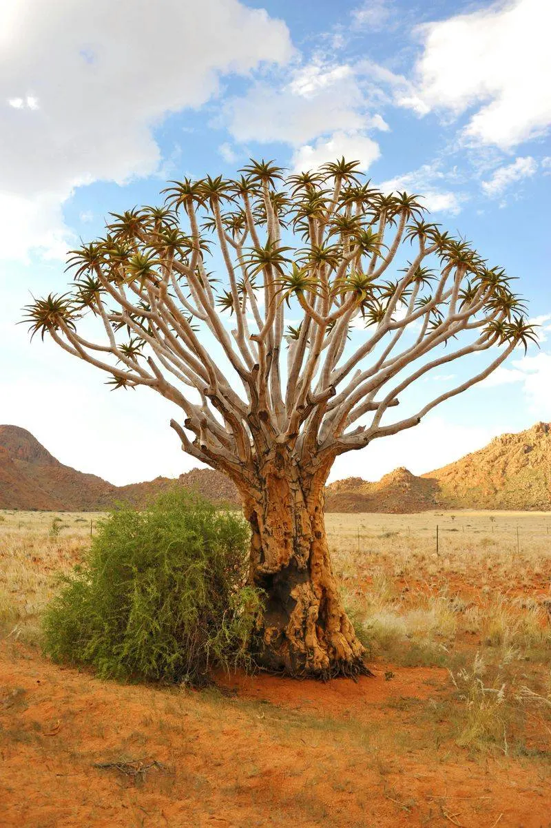 Baobab Trees: The Water Reservoirs