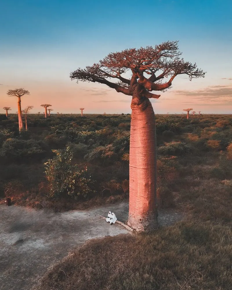 Baobab