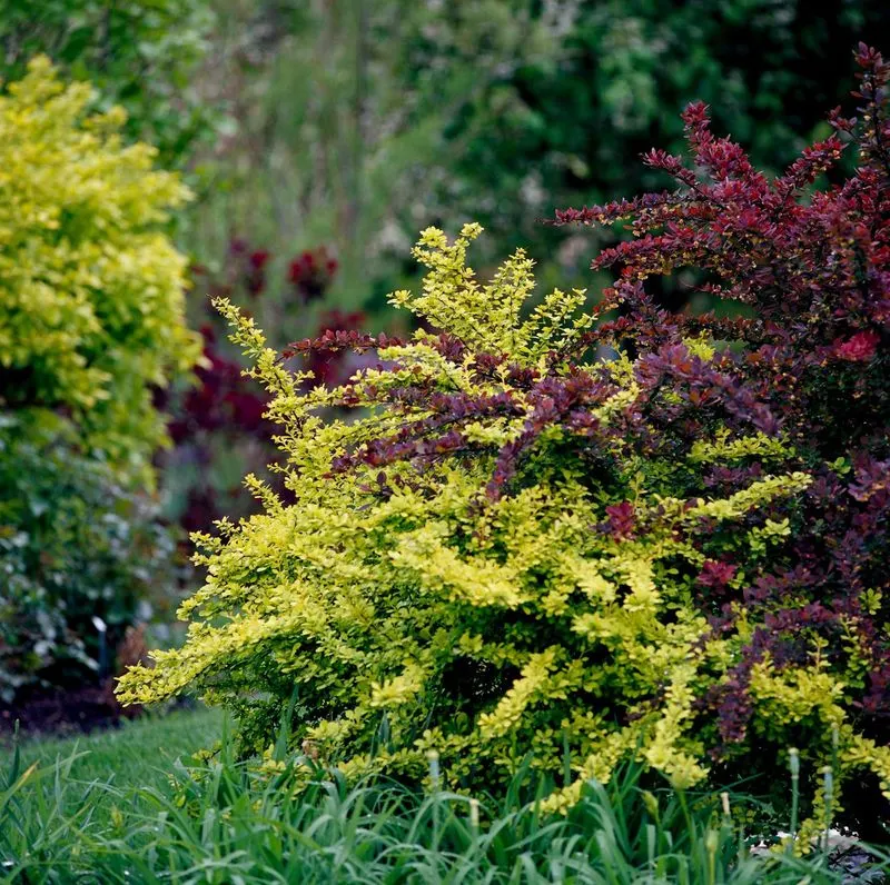 Barberry