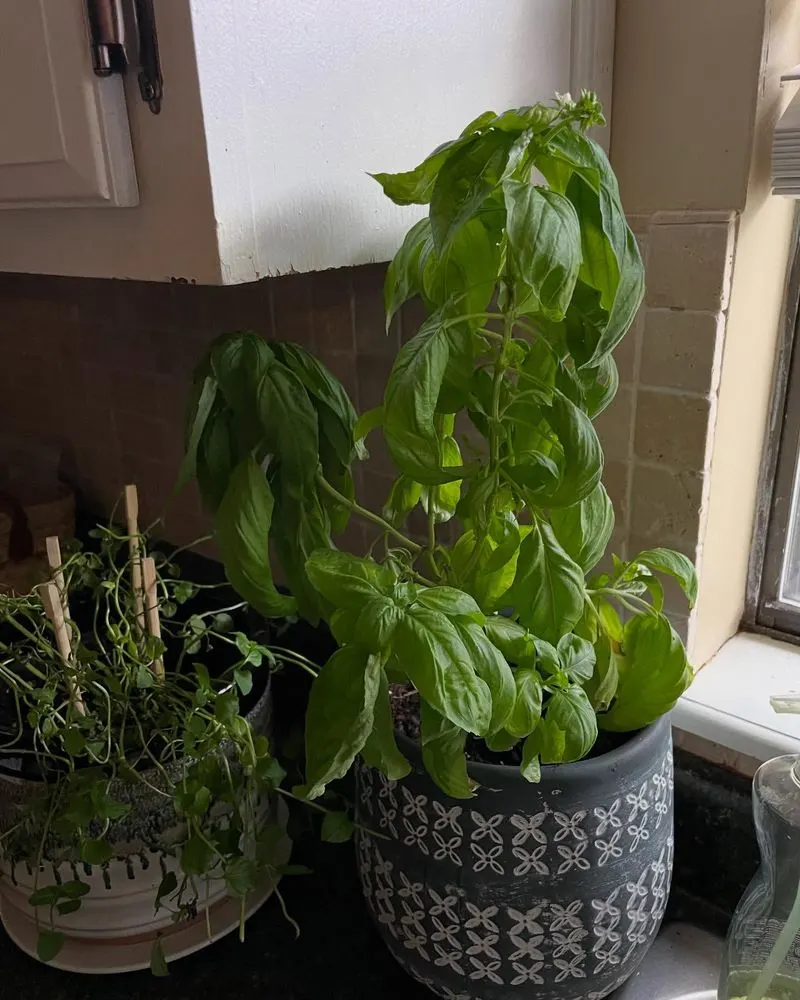 Basil