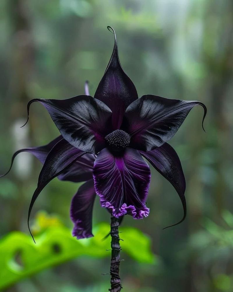 Bat Flower (Tacca chantrieri)