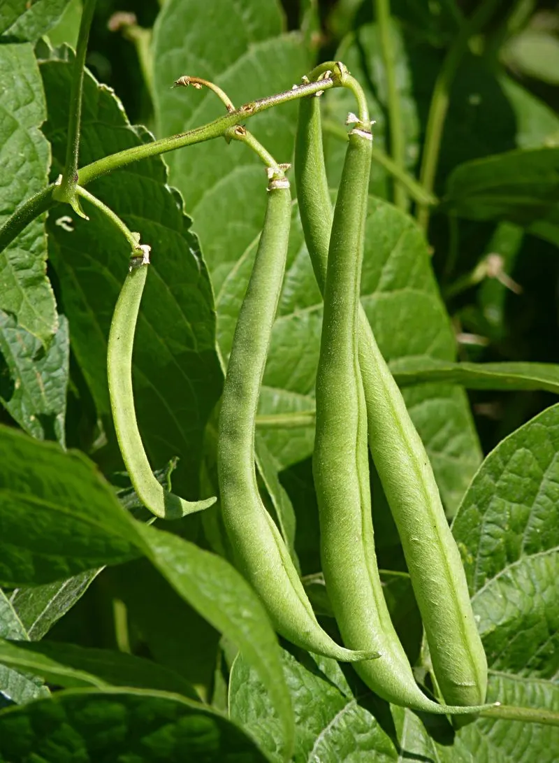 Beans