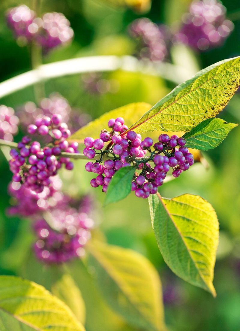 Beautyberry