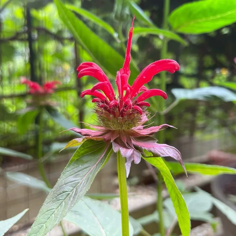 Bee Balm