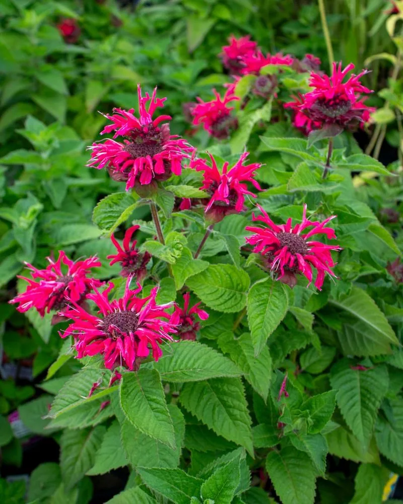 Bee Balm