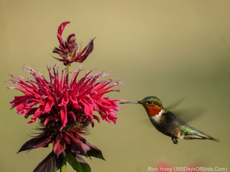 Bee Balm