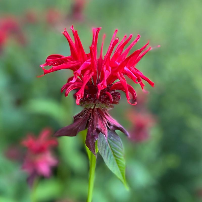 Bee Balm