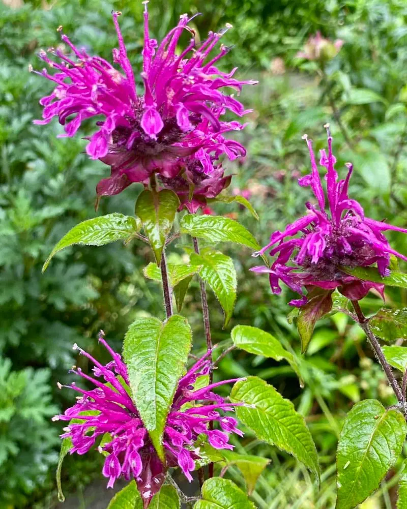 Bee Balm