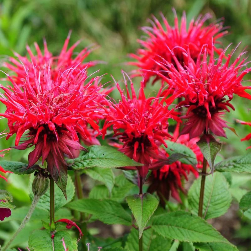 Bee Balm