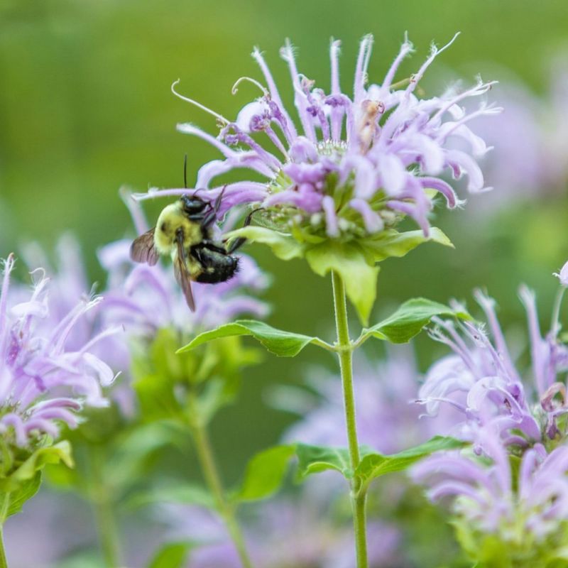 Bee Balm