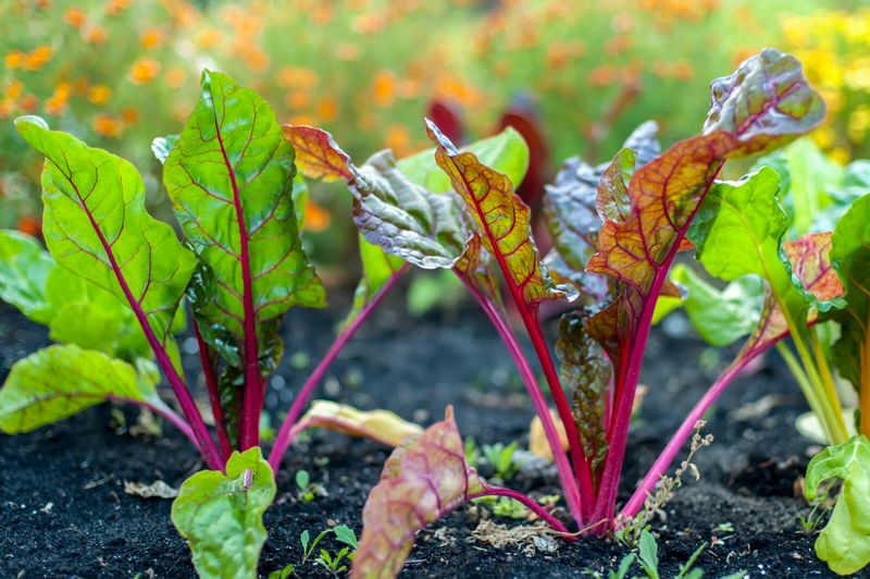 Beet Greens