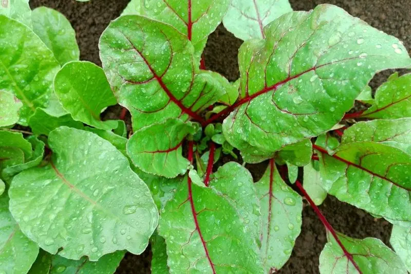 Beet greens