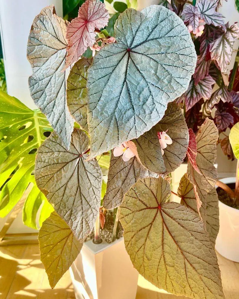 Begonia