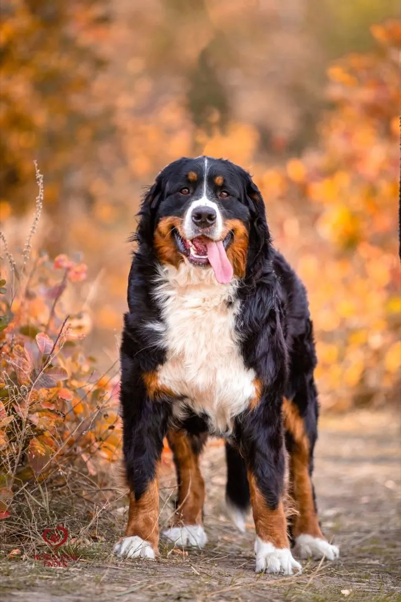 Bernese Mountain Dog