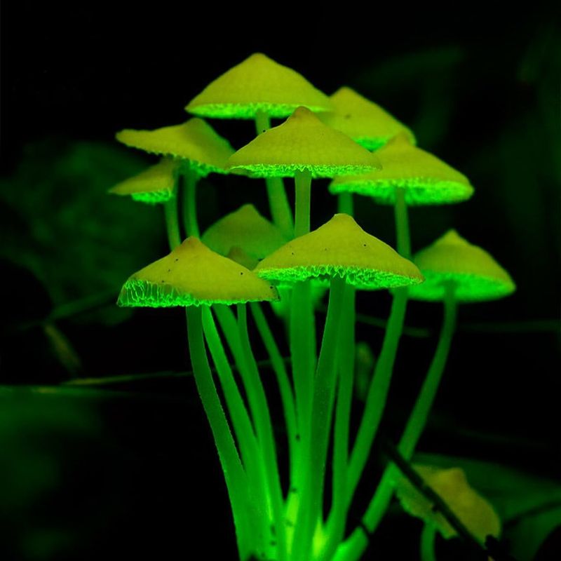 Bioluminescent Fungi