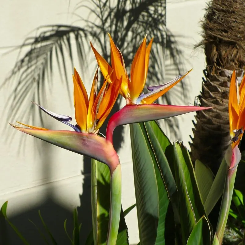 Bird of Paradise