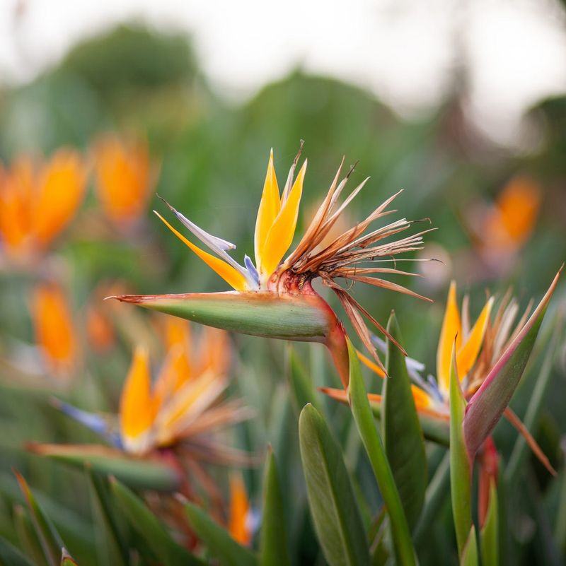 Bird of Paradise (Strelitzia reginae)