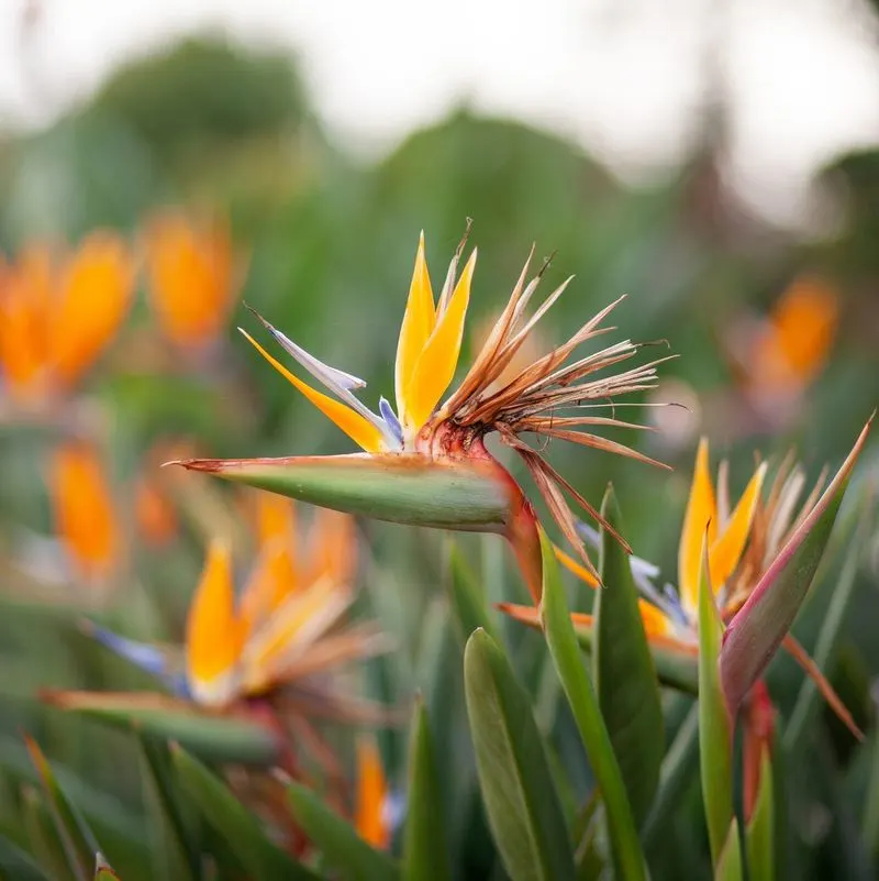 Bird of Paradise (Strelitzia reginae)