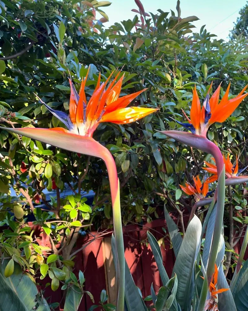 Bird of Paradise (Strelitzia)