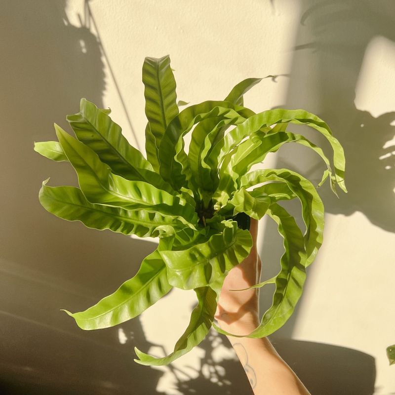 Bird's Nest Fern