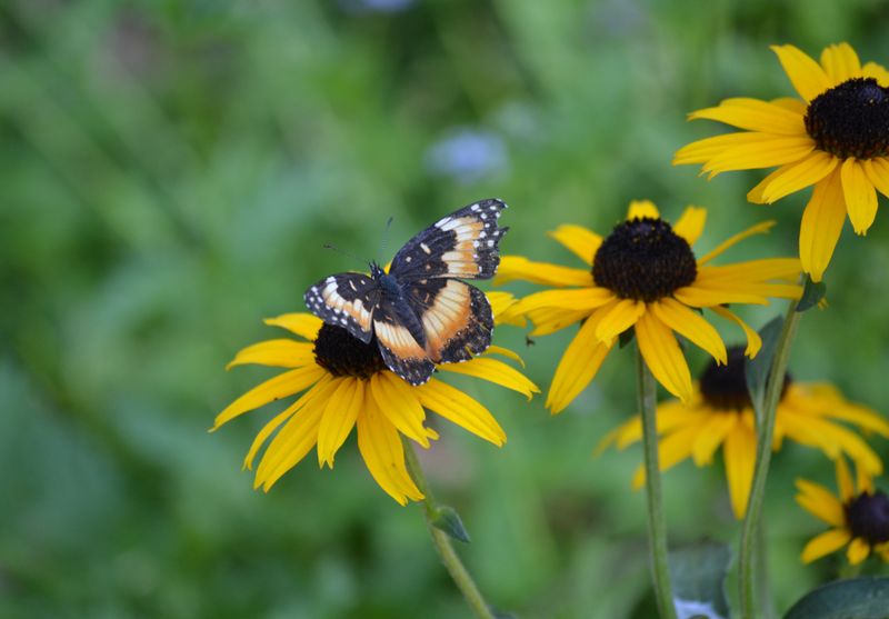 Black-Eyed Susan