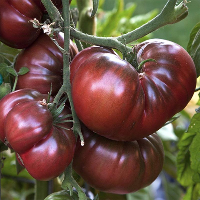 Black Krim Tomato