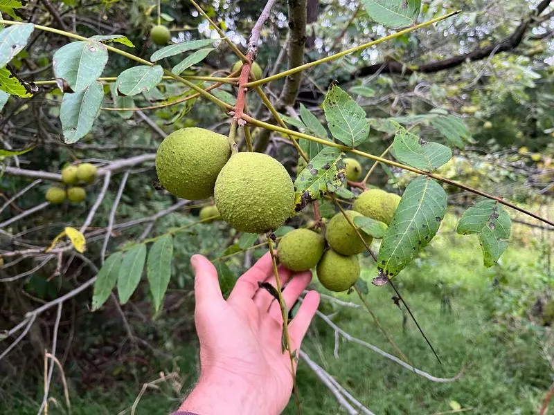 Black Walnut