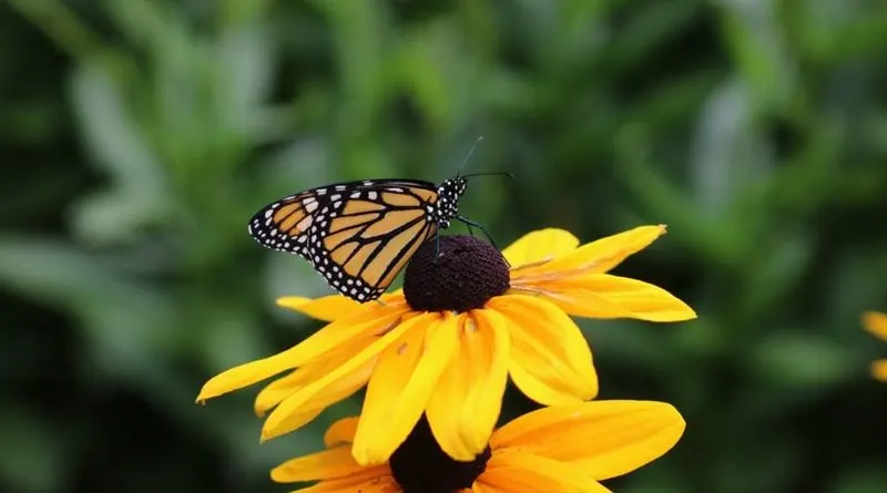 Black-eyed Susan