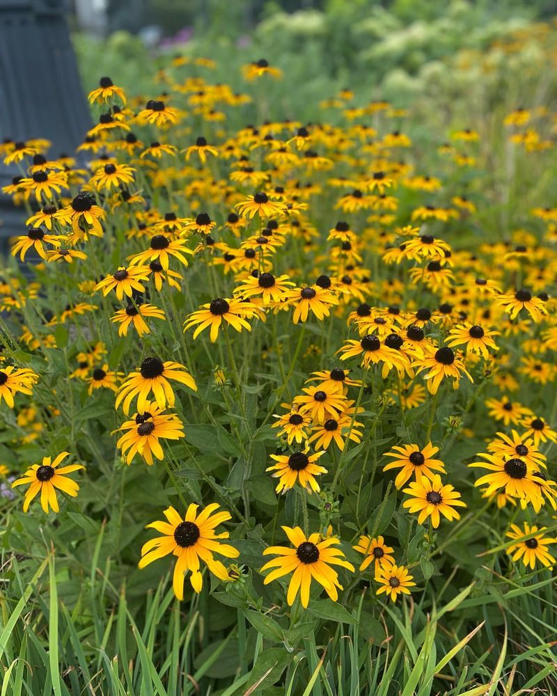 Black-eyed Susans