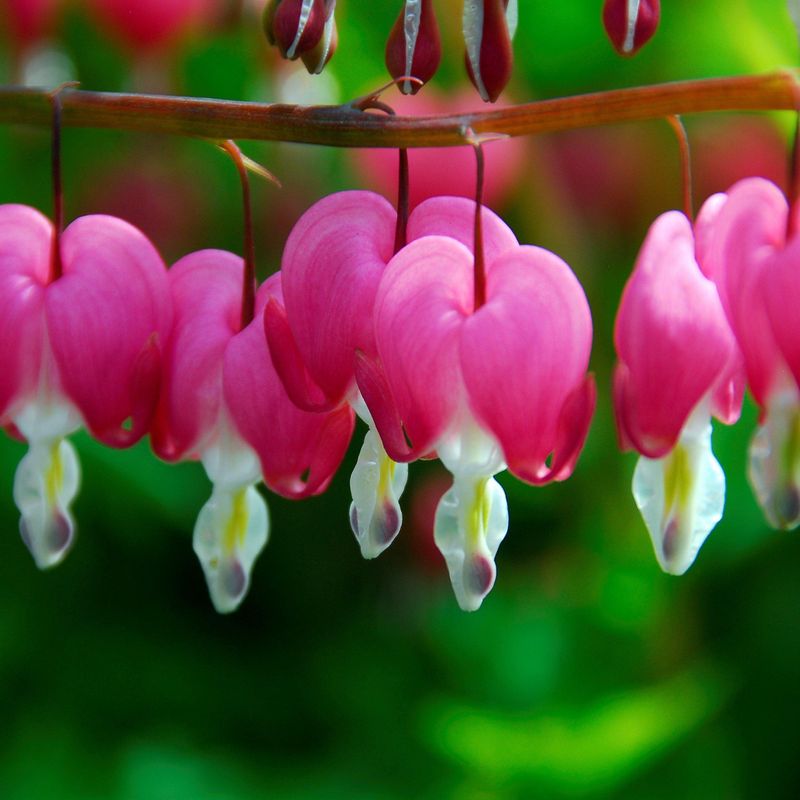 Bleeding Heart