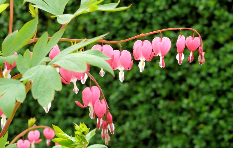 Bleeding Hearts