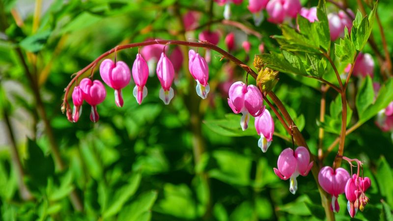 Bleeding Hearts