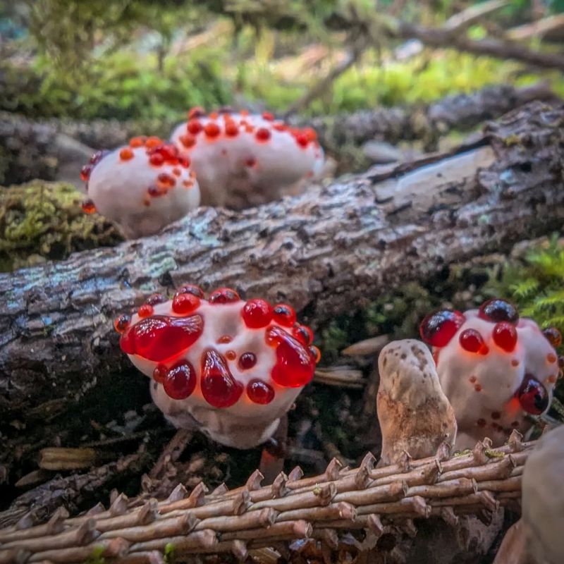 Bleeding Tooth Fungus