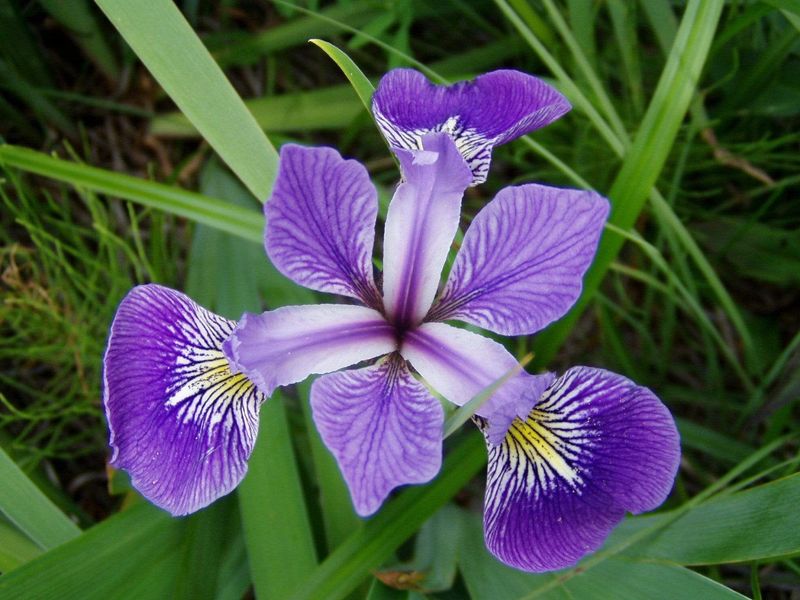 Blue Flag Iris