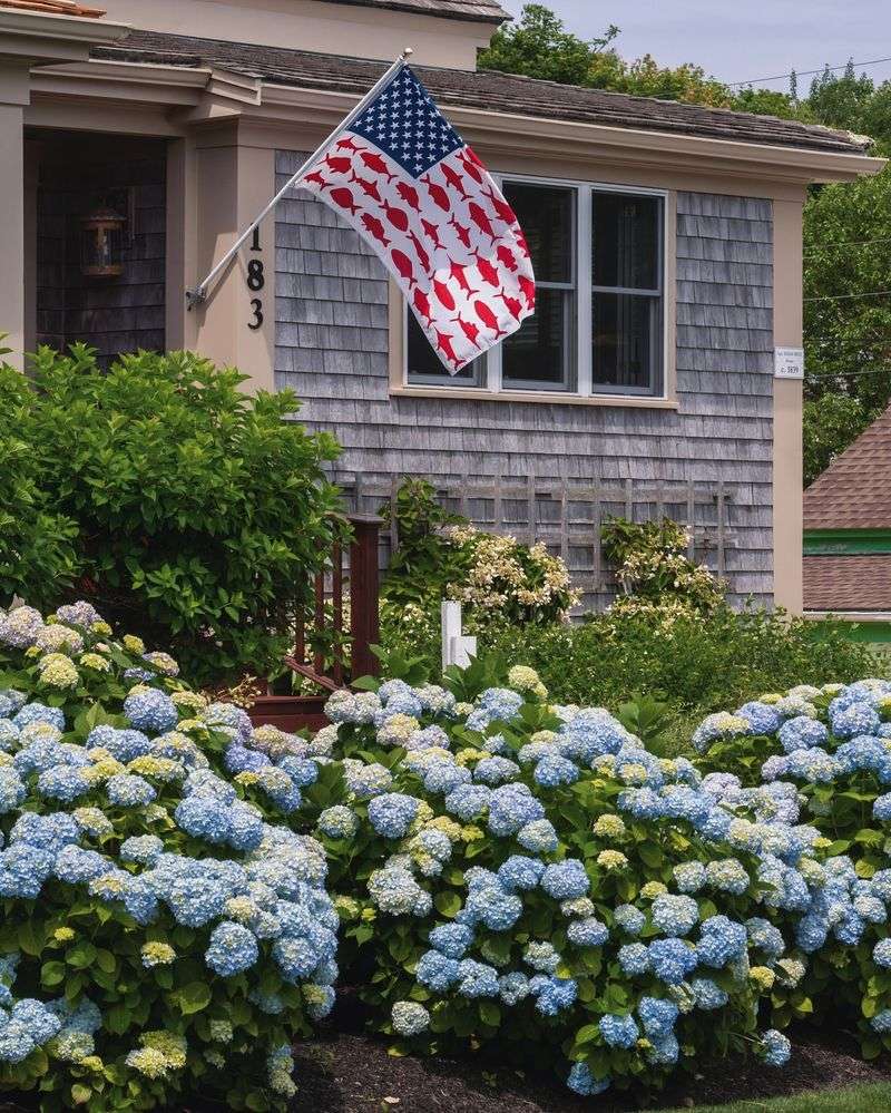 Blue Hydrangea