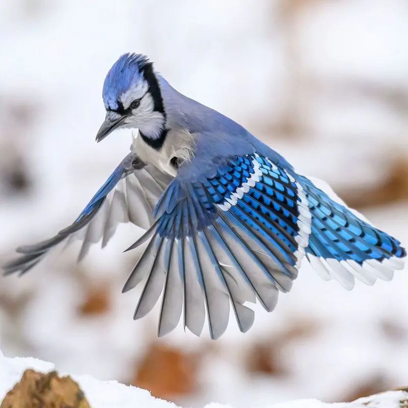 Blue Jay