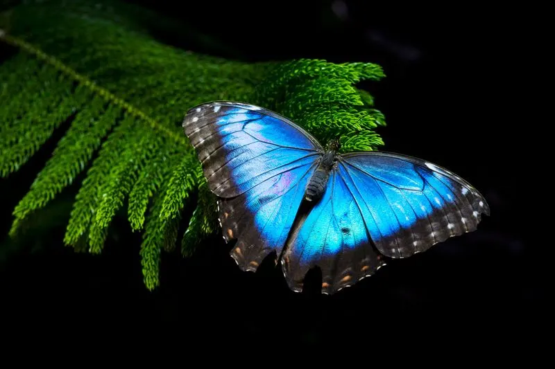 Blue Morpho