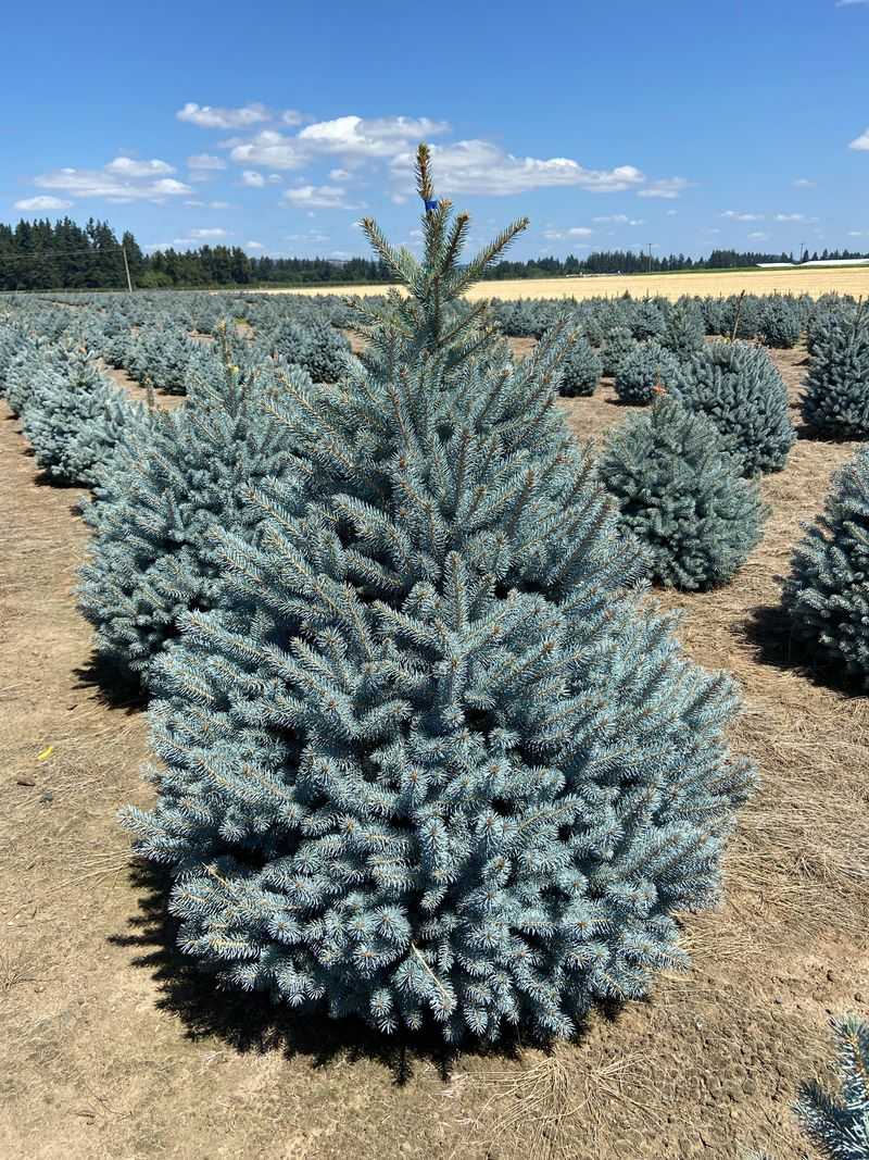 Blue Spruce