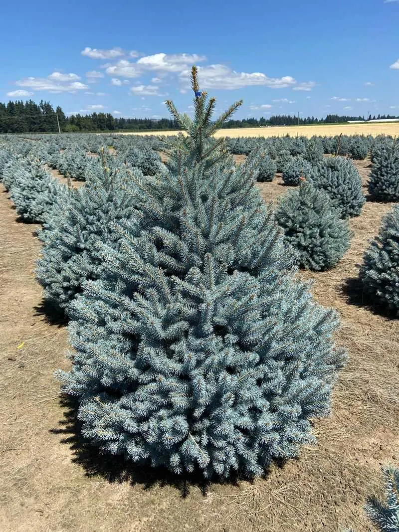 Blue Spruce