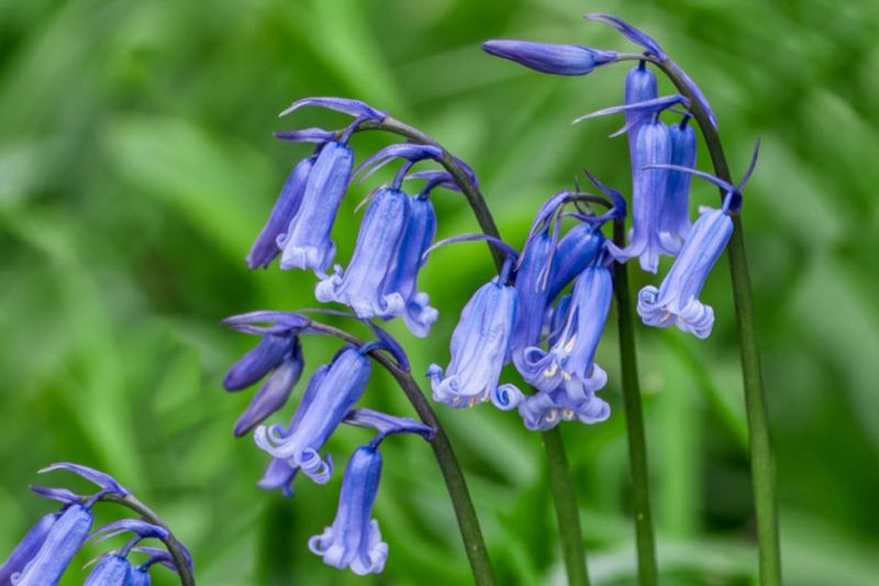 Bluebell