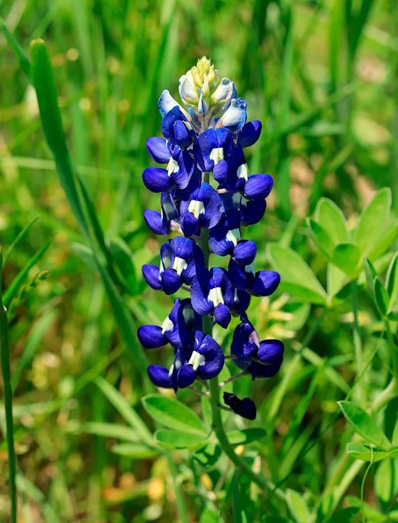 Bluebonnet