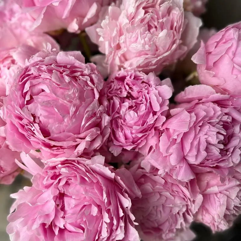 Blush Pink Peony