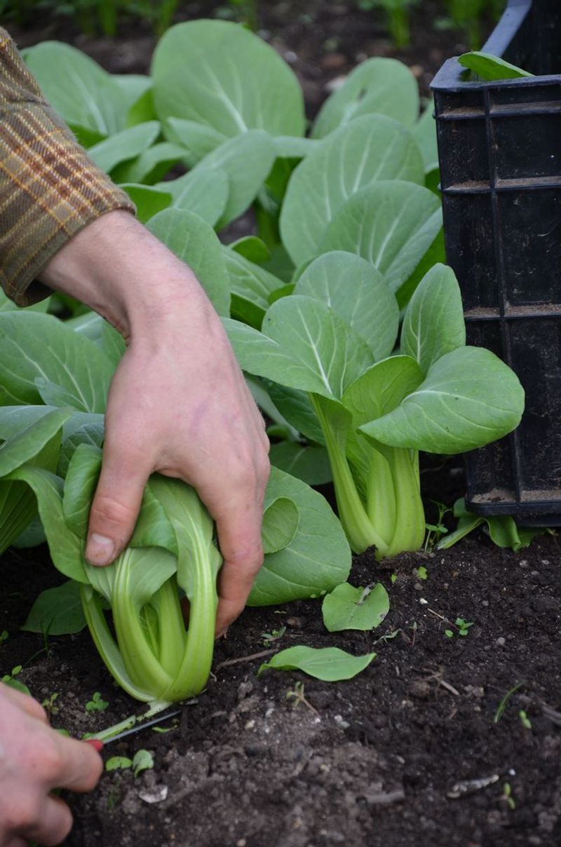 Bok Choy