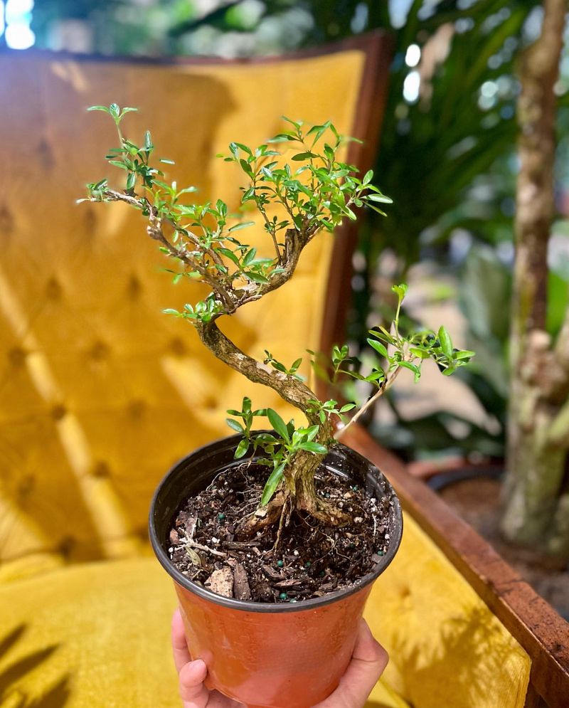 Bonsai Tree