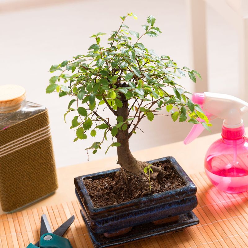 Bonsai Tree