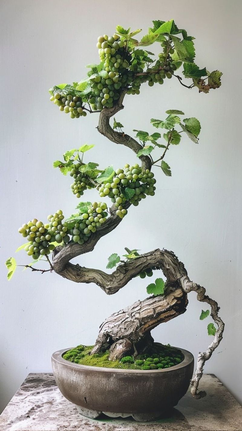 Bonsai Tree