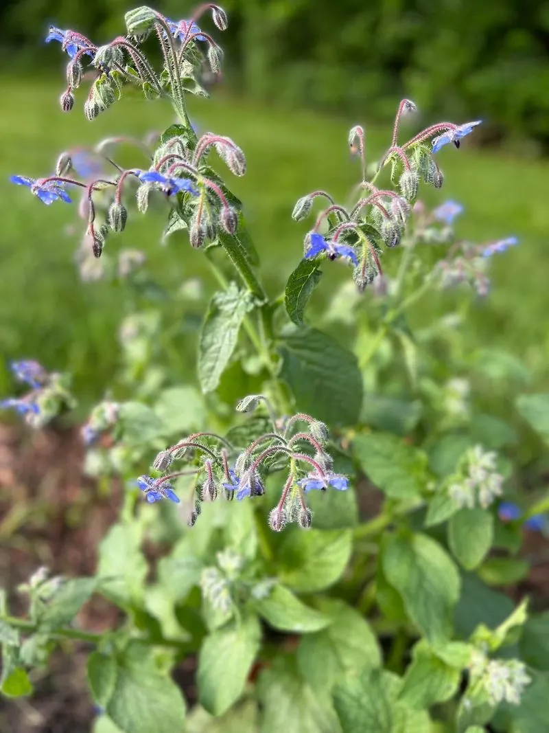 Borage