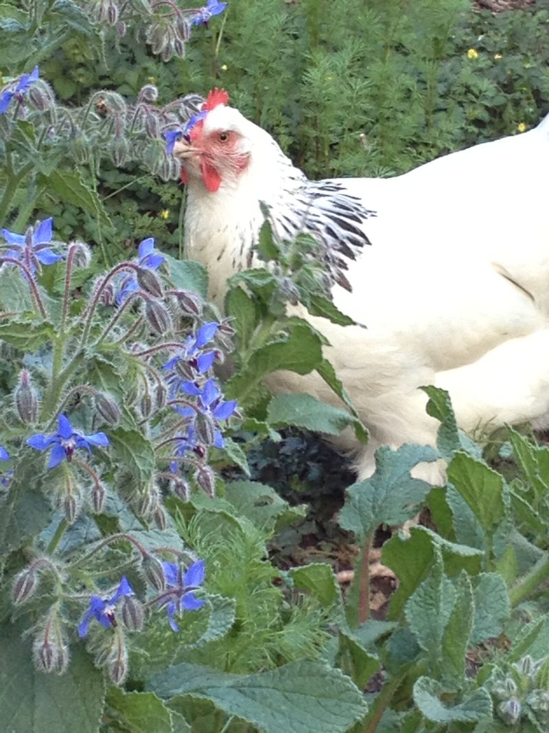 Borage